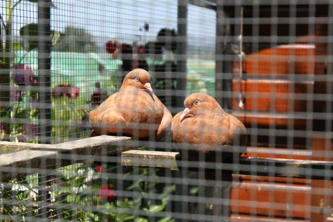 IMG_0001